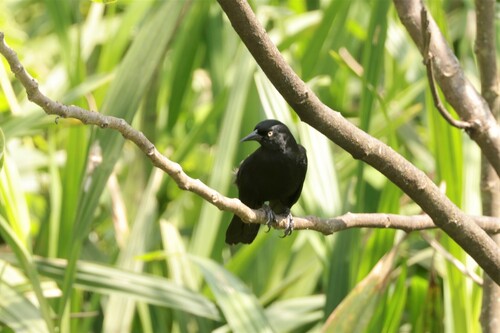 Pale-eyed Blackbird (Agelasticus xanthophthalmus)