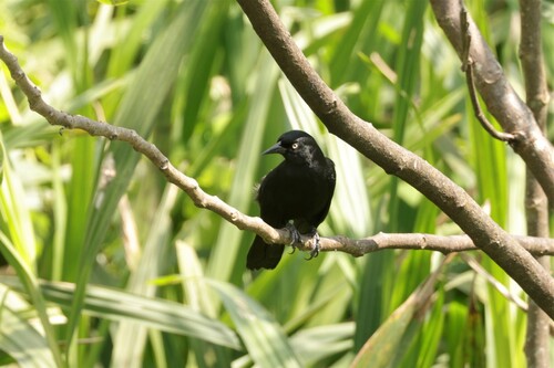 Pale-eyed Blackbird (Agelasticus xanthophthalmus), photo 2