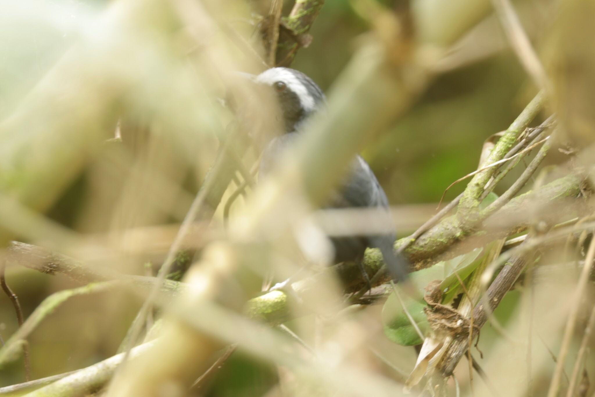 White-browed Antbird (Myrmoborus leucophrys), photo 8