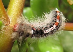 Euproctis punctifera