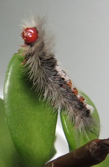 Euproctis punctifera