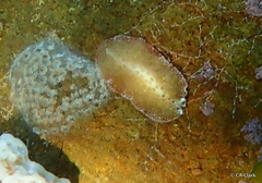 Thysanozoon tentaculatum