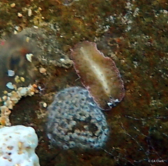 Thysanozoon tentaculatum