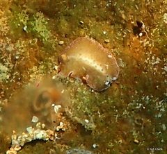 Thysanozoon tentaculatum