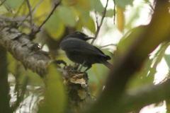 Melaenornis edolioides