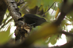 Melaenornis edolioides
