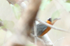 Cossypha niveicapilla