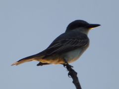 Tyrannus dominicensis