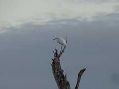 Ardea alba