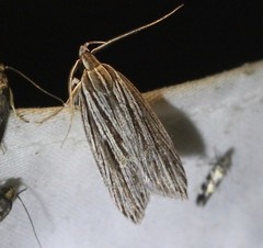Leistarcha amphigramma