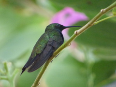 Anthracothorax dominicus