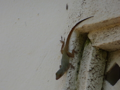 Anolis