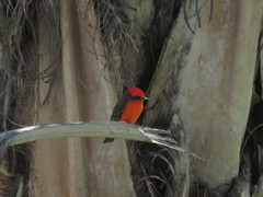 Pyrocephalus rubinus mexicanus