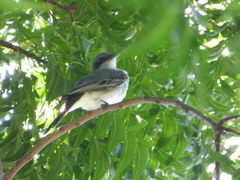 Tyrannus dominicensis