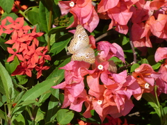 Anartia jatrophae