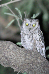 Otus senegalensis