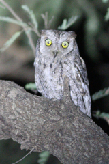 Otus senegalensis