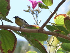 Coereba flaveola