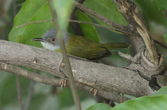 Apalis flavida