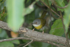 Apalis flavida