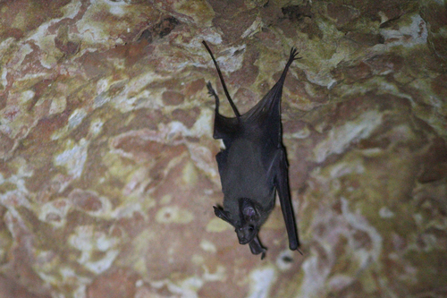 Arabian Mouse-tailed Bat