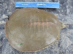 Apalone spinifera