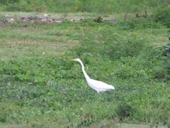 Ardea alba