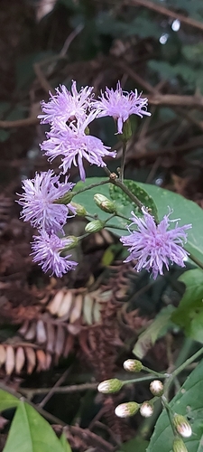 Quechualia fulta, photograph 4