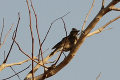 Galerida modesta