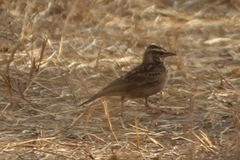 Galerida modesta