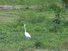 Ardea alba