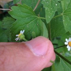 Perityle microglossa