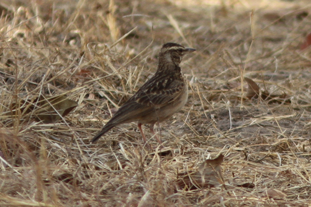 Sun Lark illustration
