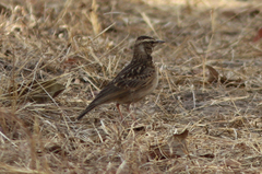 Galerida modesta