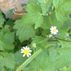 Perityle microglossa