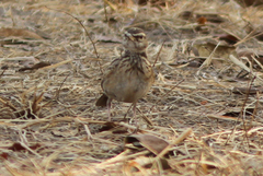 Galerida modesta