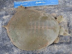Apalone spinifera