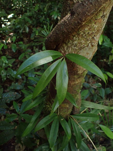 Medinilla balls-headleyi observed 2023-08-16