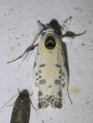 Arignota stercorata