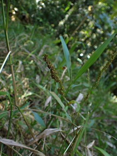 Cyrtococcum oxyphyllum observed 2023-08-16