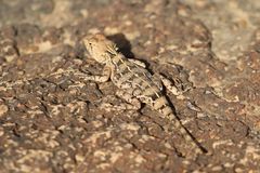 Agama boensis