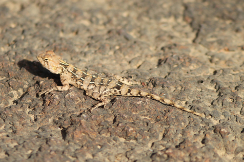 Boé Agama, Agama boensis