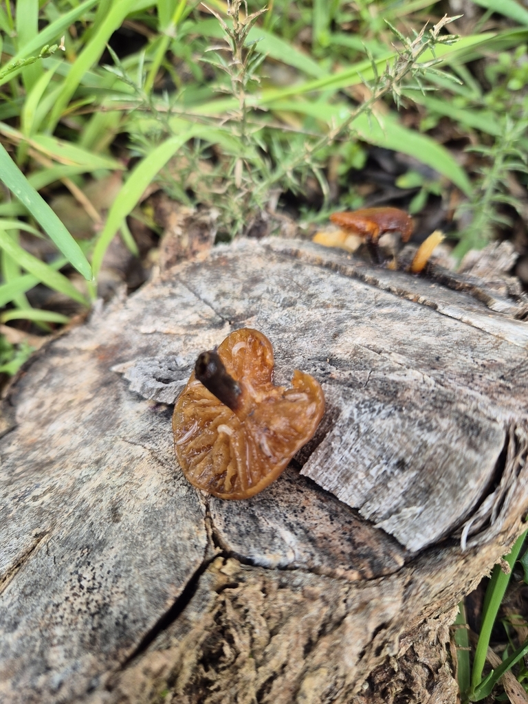 Flammulina velutipes · July 2025 · photo: © rempson (iNaturalist, cc-by)