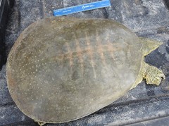 Apalone spinifera
