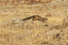 Euxerus erythropus