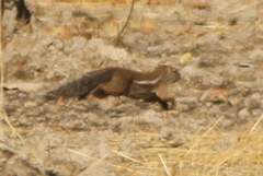 Euxerus erythropus