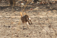 Lepus victoriae