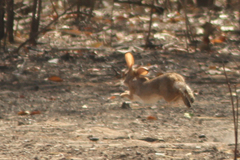 Lepus victoriae
