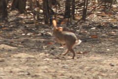 Lepus victoriae