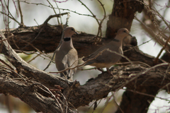 Streptopelia vinacea